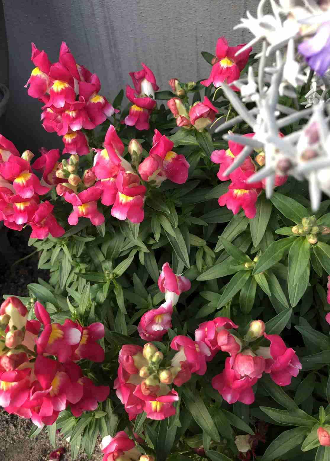 【ガーデニング】ガルちゃん園芸部【花・植物】part.12