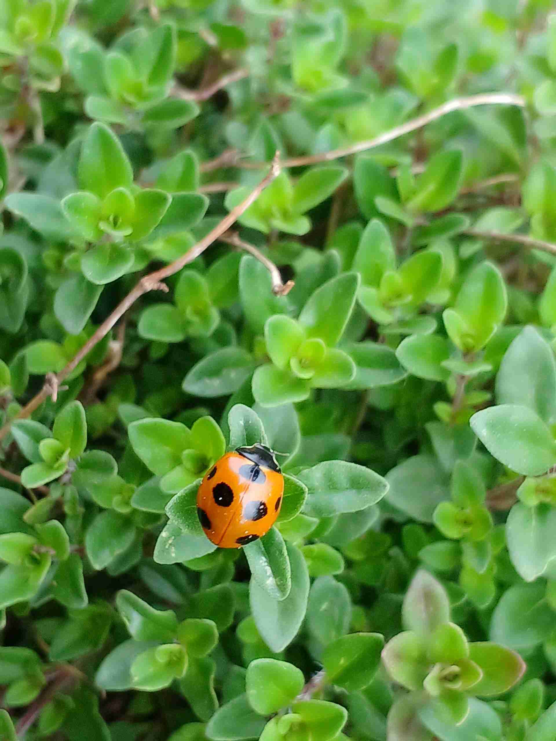 【ガーデニング】ガルちゃん園芸部【花・植物】part.12