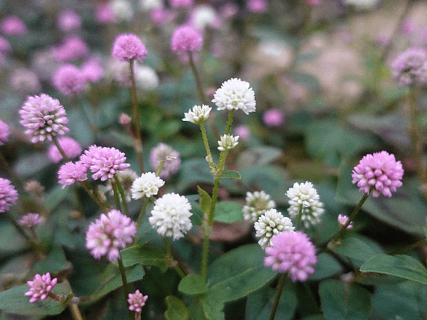 【ガーデニング】ガルちゃん園芸部【花・植物】part.12