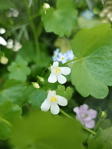 【ガーデニング】ガルちゃん園芸部【花・植物】part.12