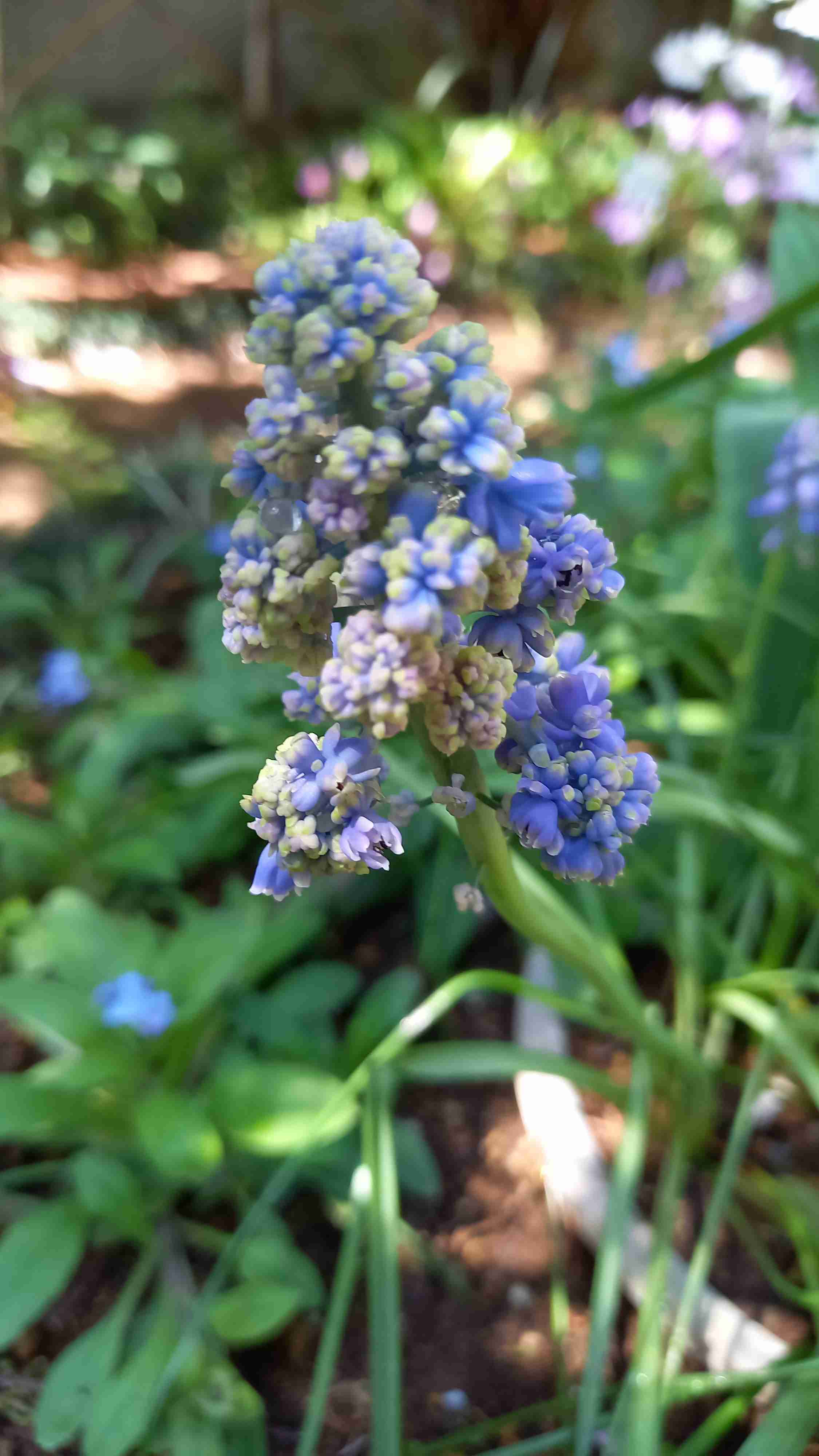 【ガーデニング】ガルちゃん園芸部【花・植物】part.12