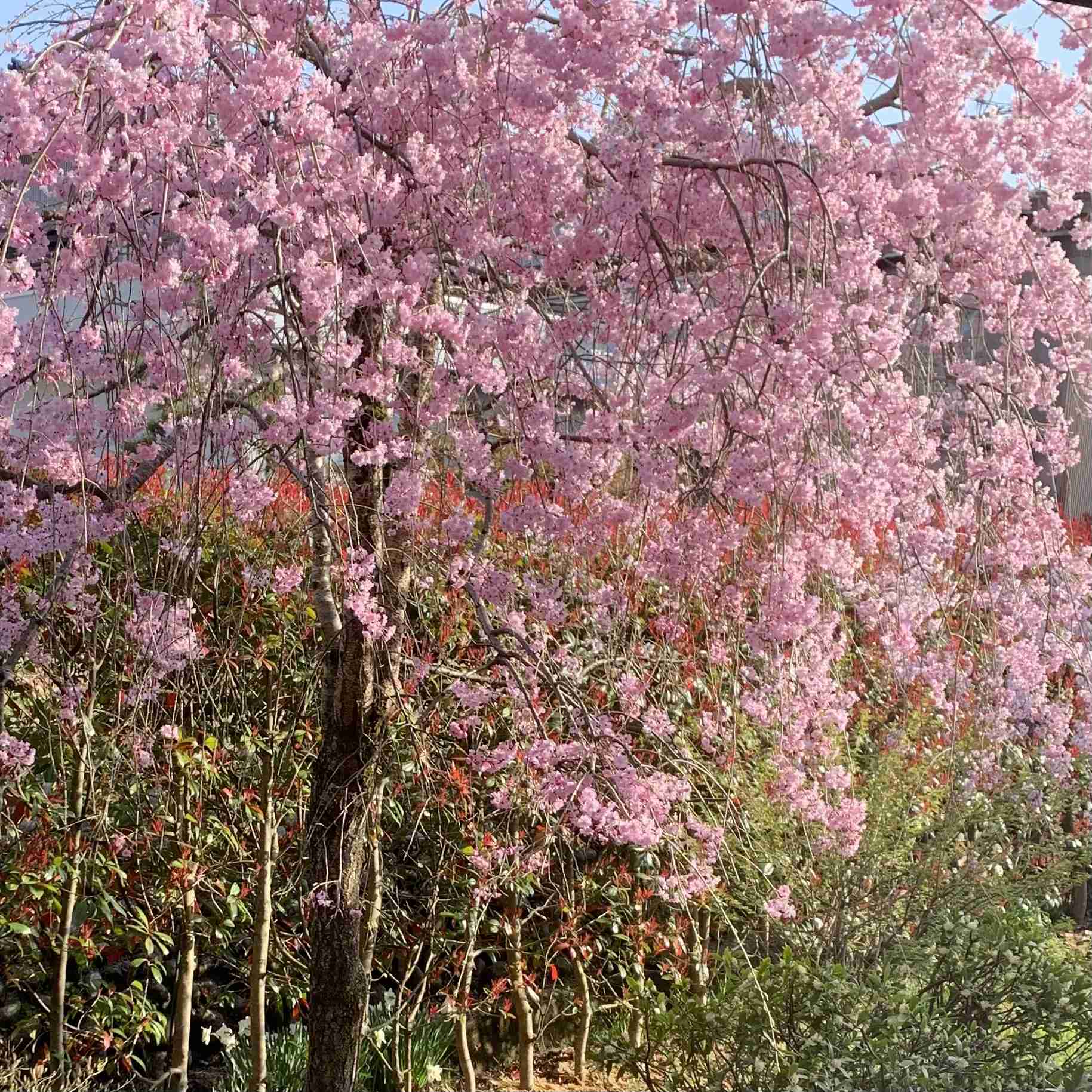 【ガーデニング】ガルちゃん園芸部【花・植物】part.12