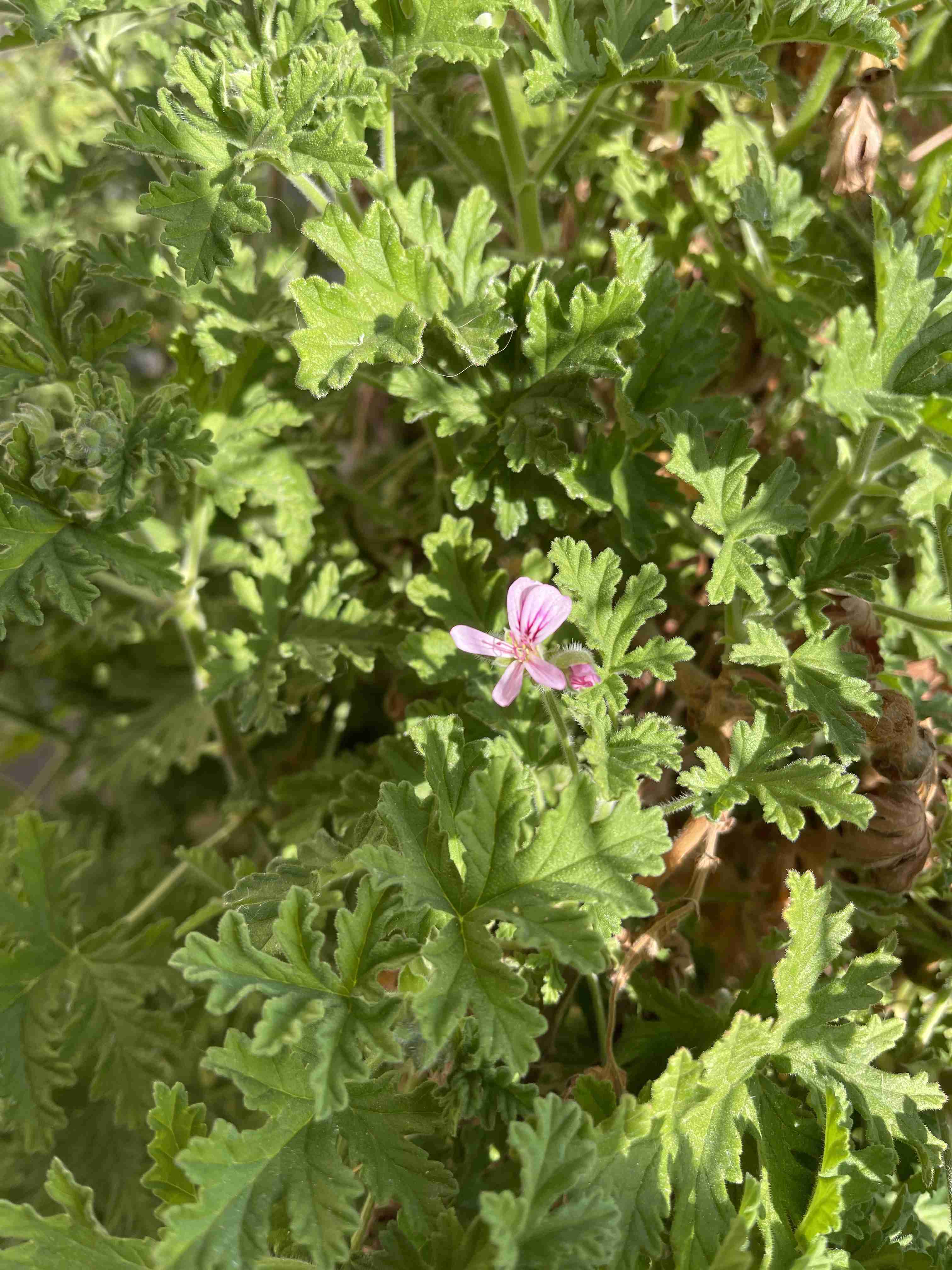 【ガーデニング】ガルちゃん園芸部【花・植物】part.12