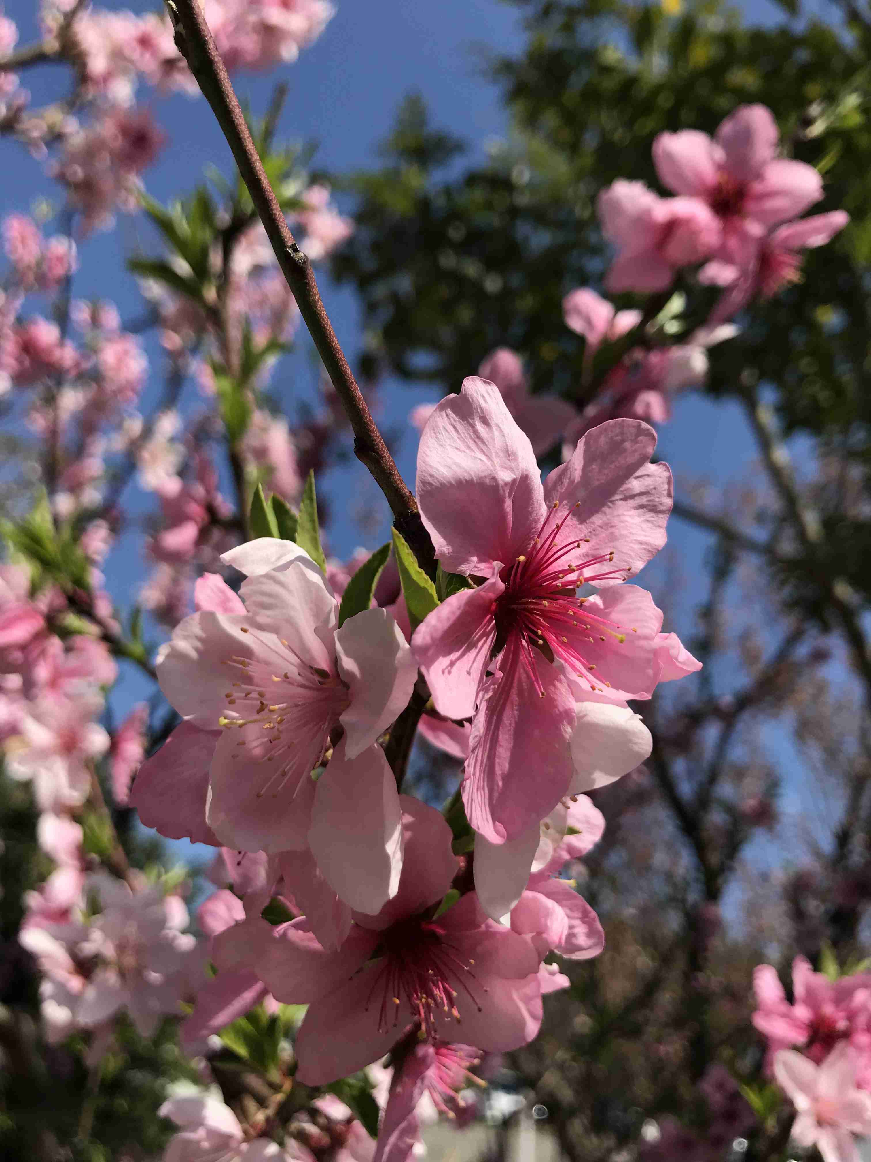 【ガーデニング】ガルちゃん園芸部【花・植物】part.12