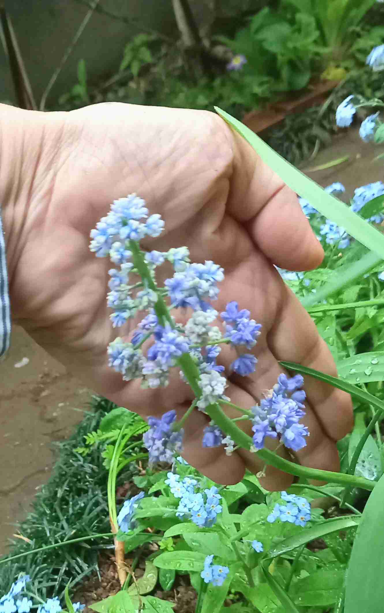 【ガーデニング】ガルちゃん園芸部【花・植物】part.12
