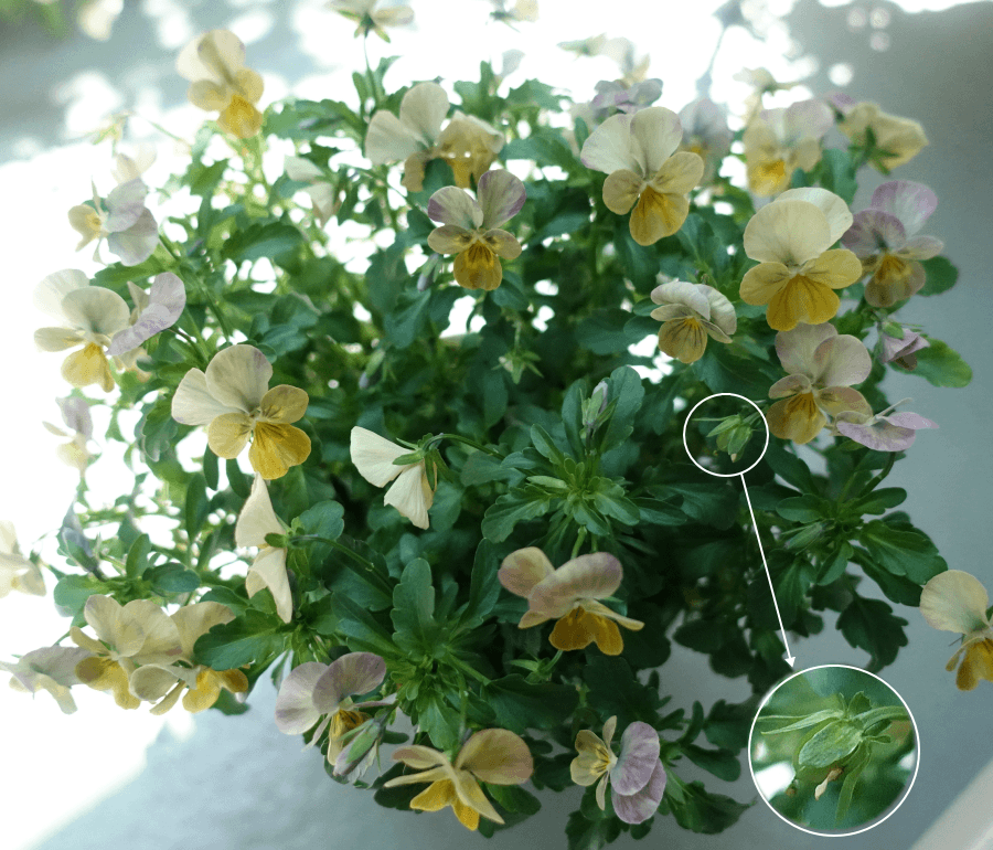 【ガーデニング】ガルちゃん園芸部【花・植物】part.12