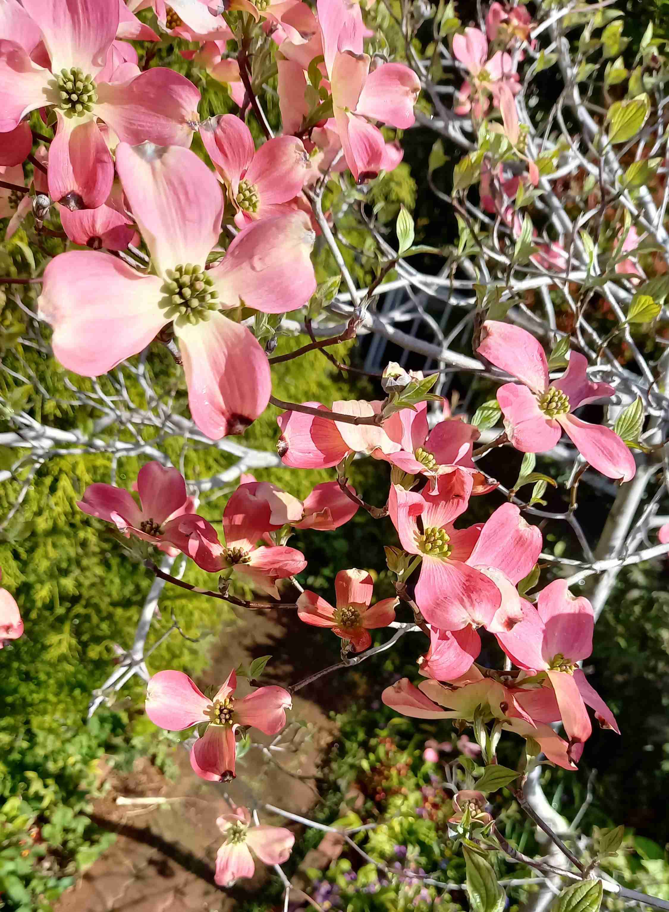 【ガーデニング】ガルちゃん園芸部【花・植物】part.12