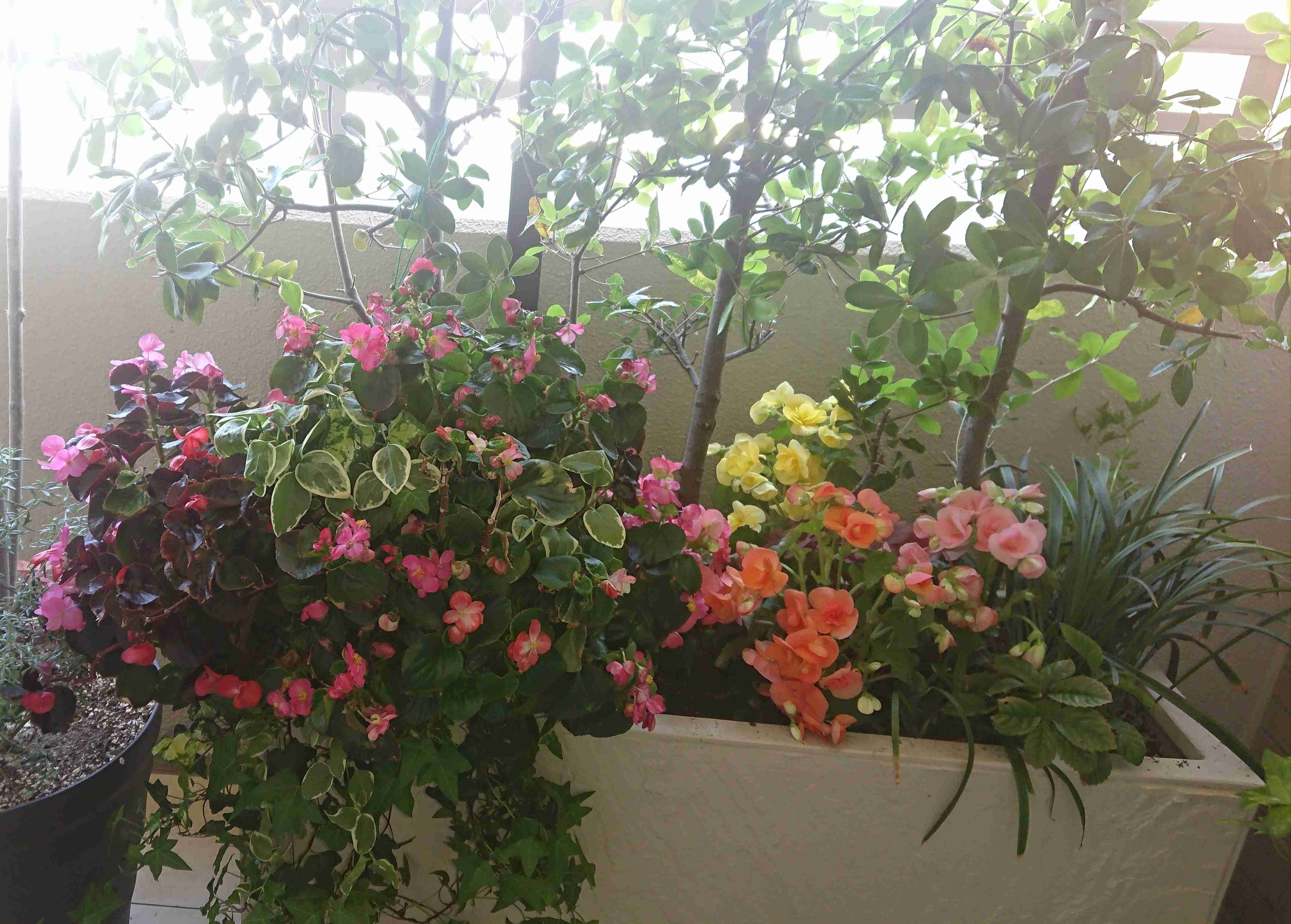 【ガーデニング】ガルちゃん園芸部【花・植物】part.12