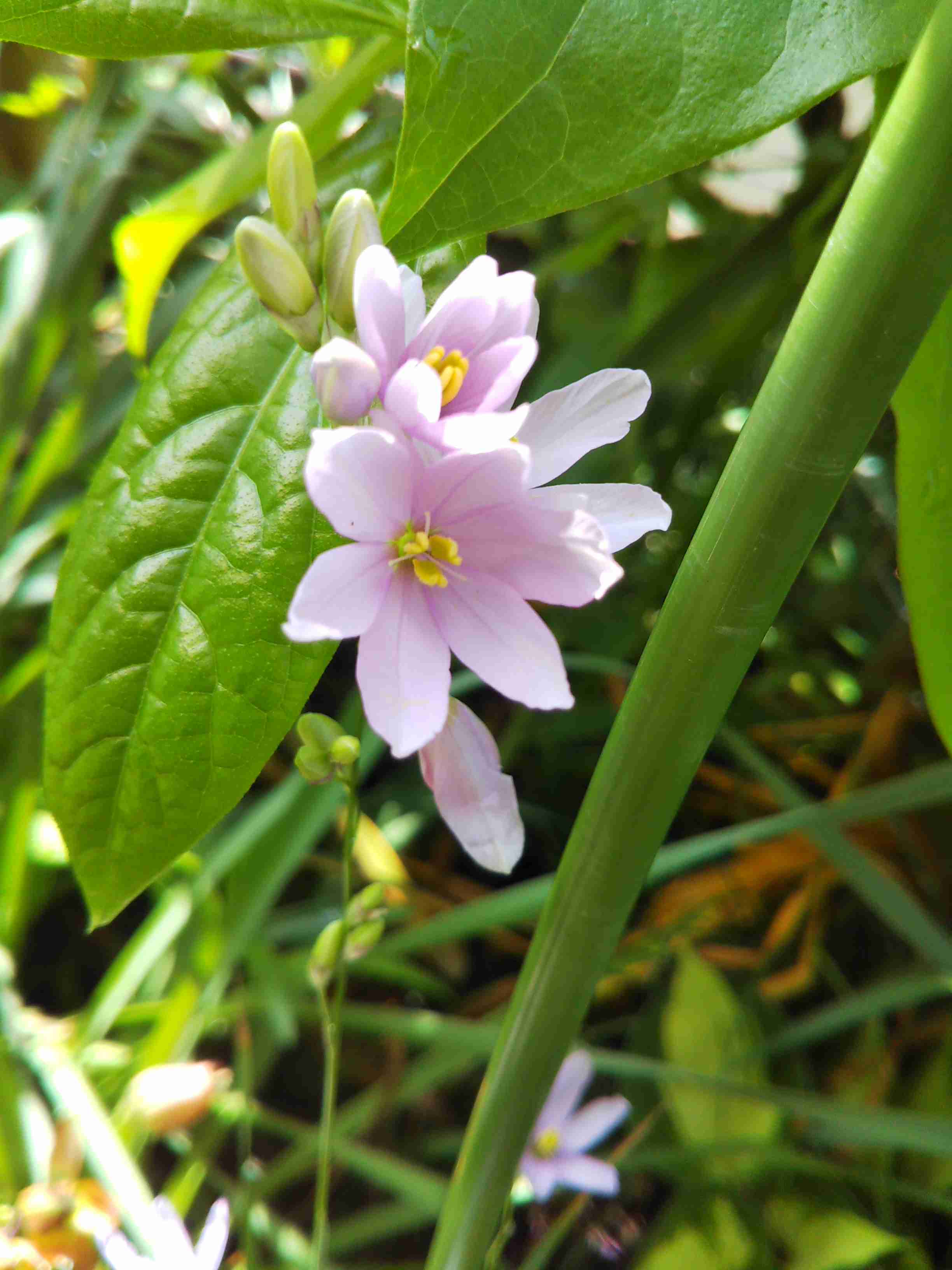【ガーデニング】ガルちゃん園芸部【花・植物】part.12