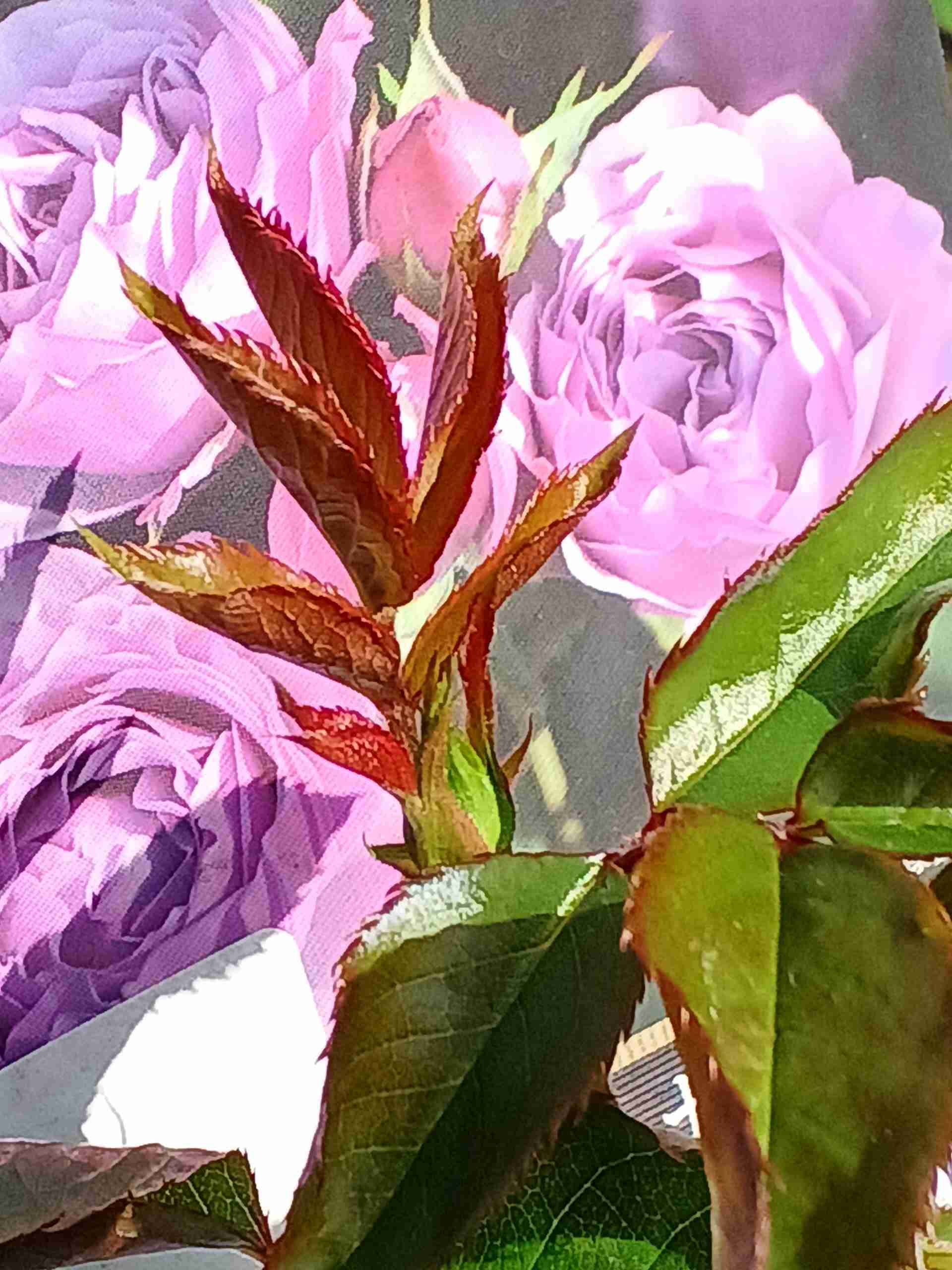 【ガーデニング】ガルちゃん園芸部【花・植物】part.12