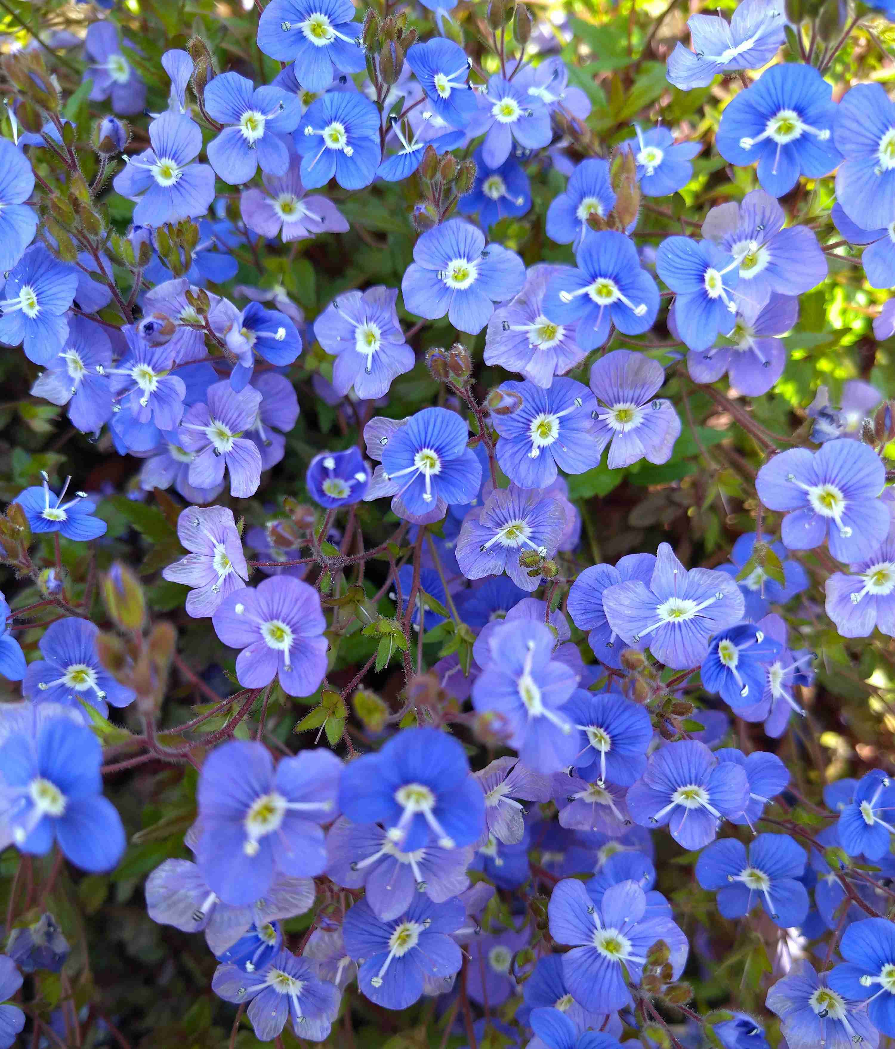 【ガーデニング】ガルちゃん園芸部【花・植物】part.12