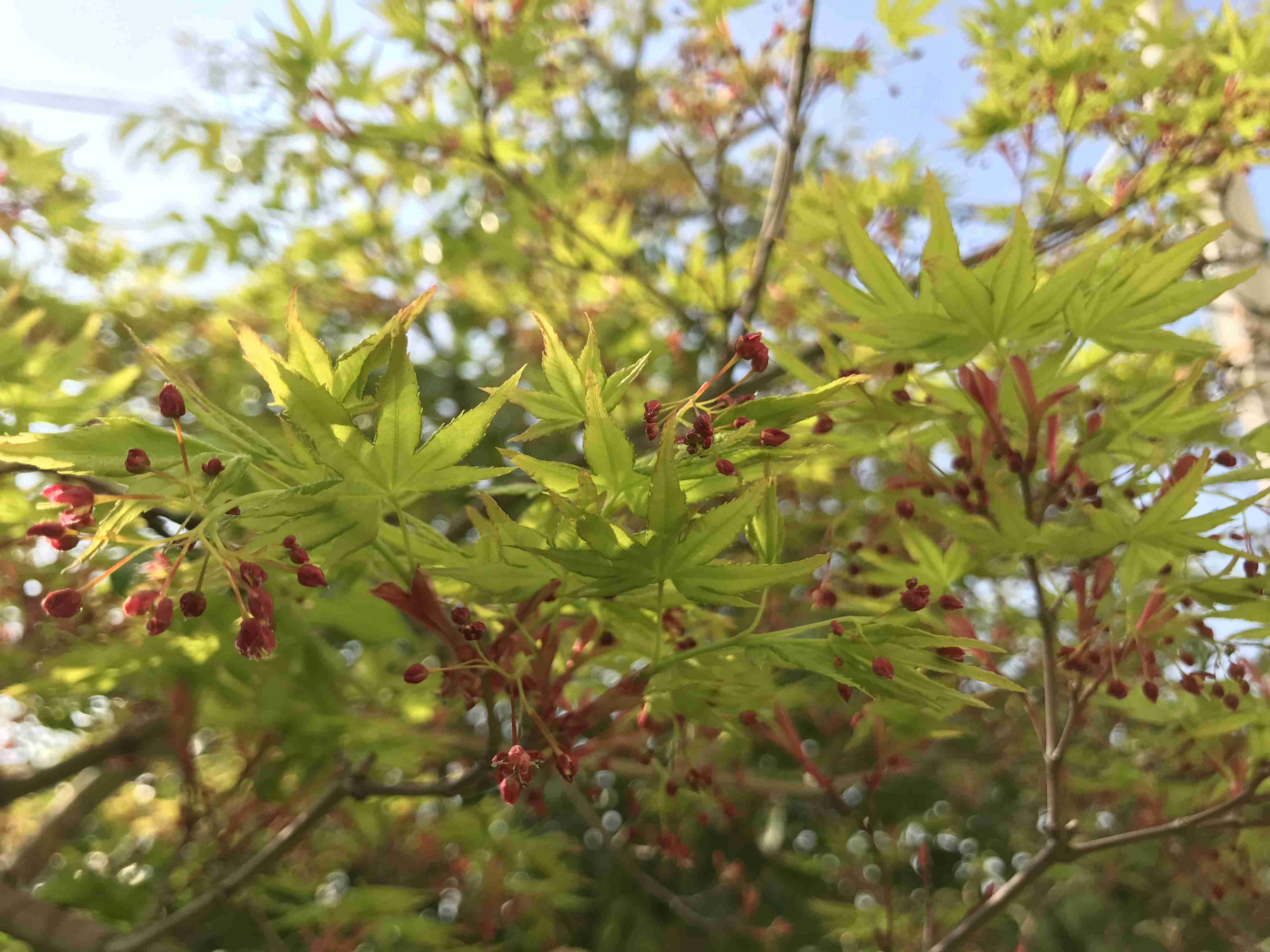 【ガーデニング】ガルちゃん園芸部【花・植物】part.12