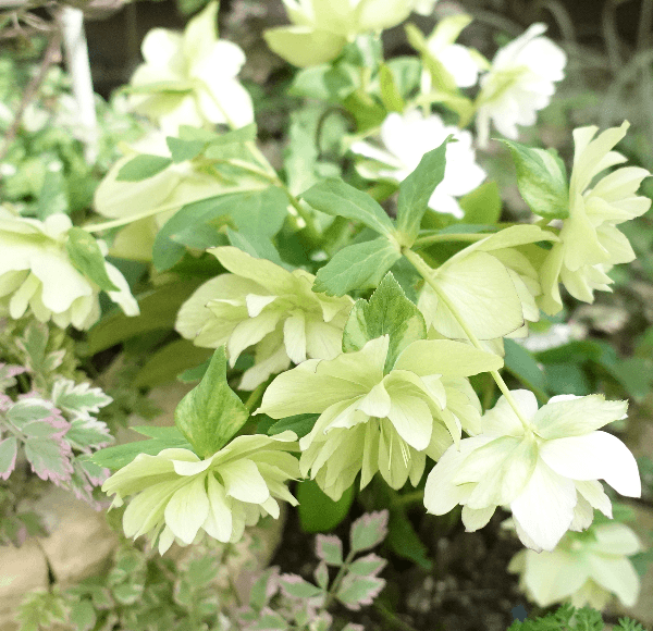 【ガーデニング】ガルちゃん園芸部【花・植物】part.12