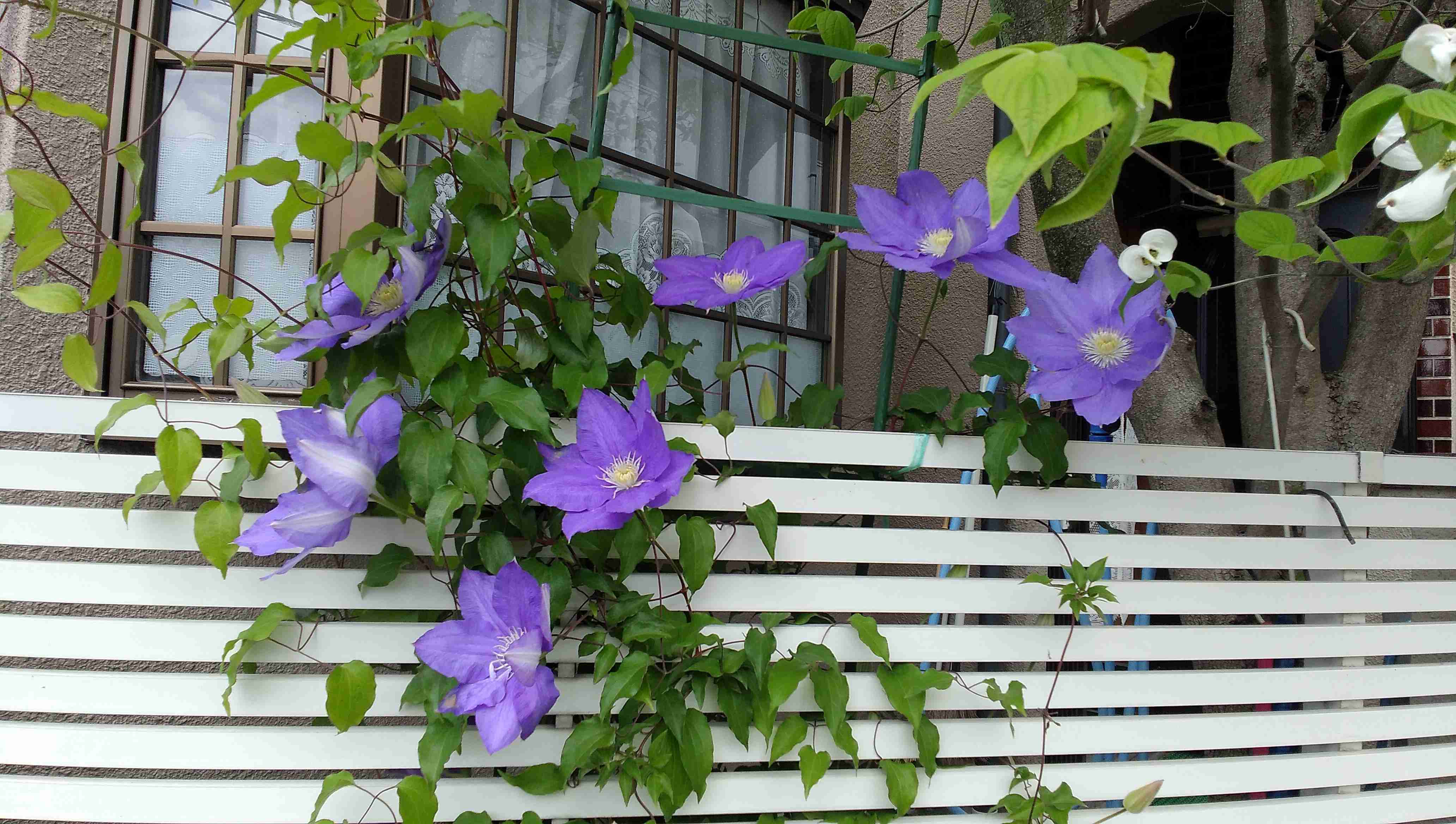【ガーデニング】ガルちゃん園芸部【花・植物】part.12