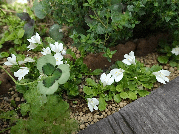 【ガーデニング】ガルちゃん園芸部【花・植物】part.12