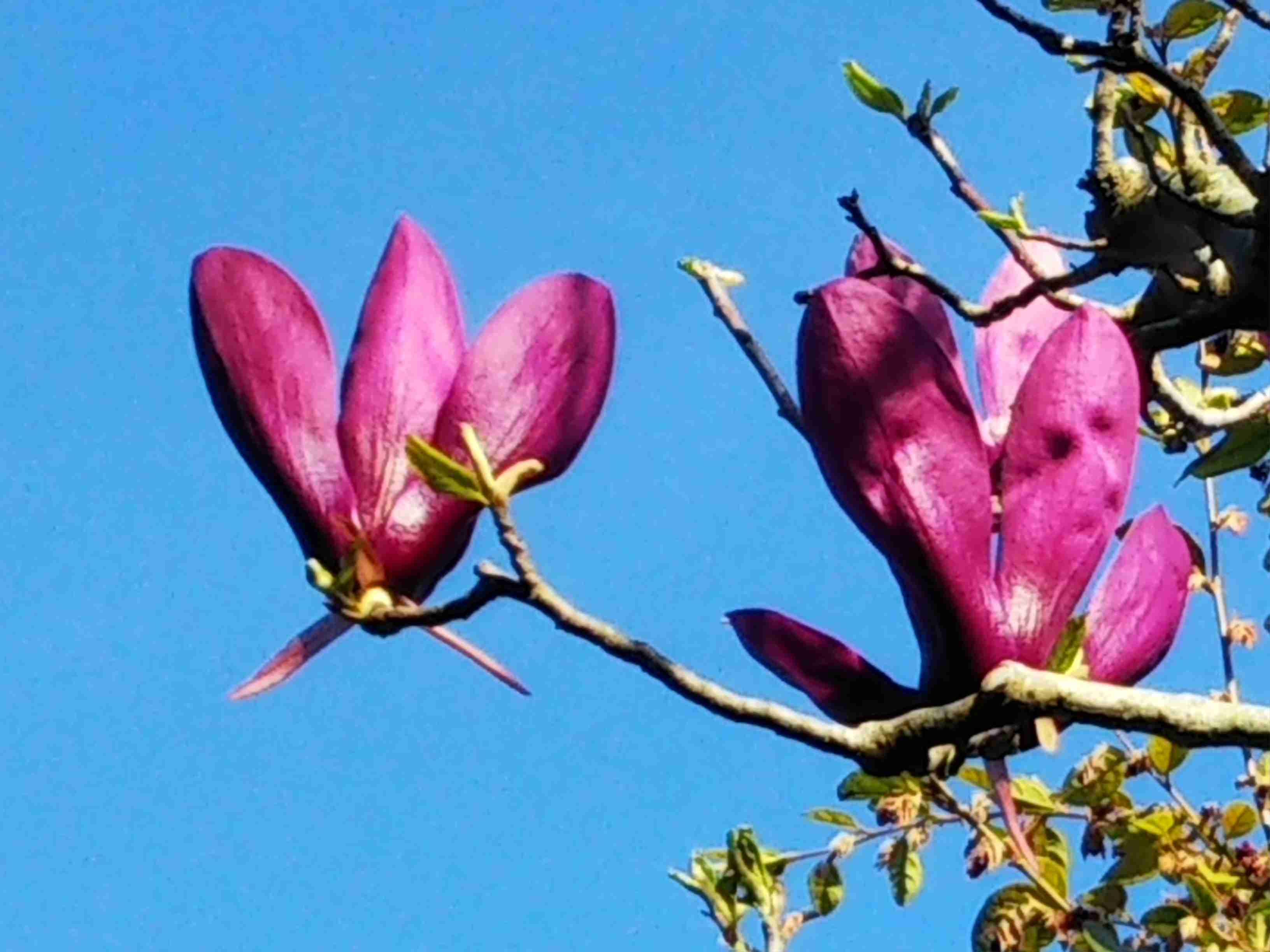 【ガーデニング】ガルちゃん園芸部【花・植物】part.12