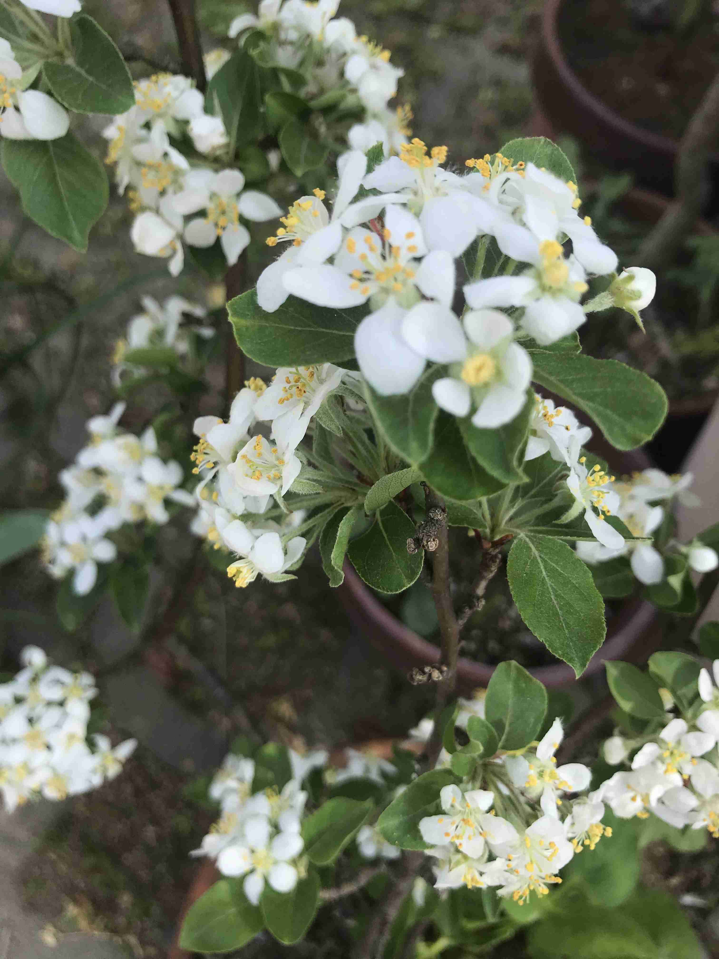 【ガーデニング】ガルちゃん園芸部【花・植物】part.12