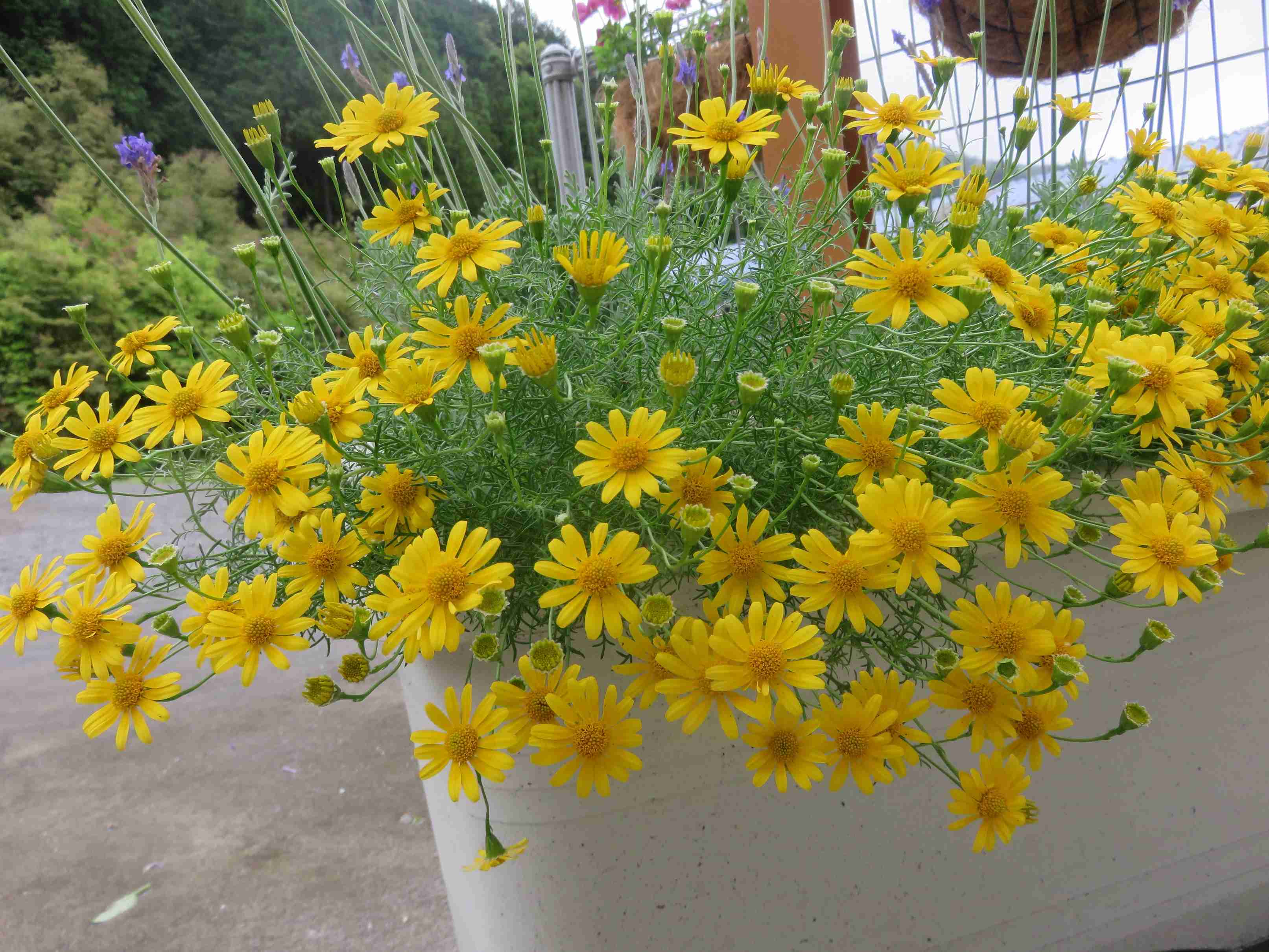 【ガーデニング】ガルちゃん園芸部【花・植物】part.12