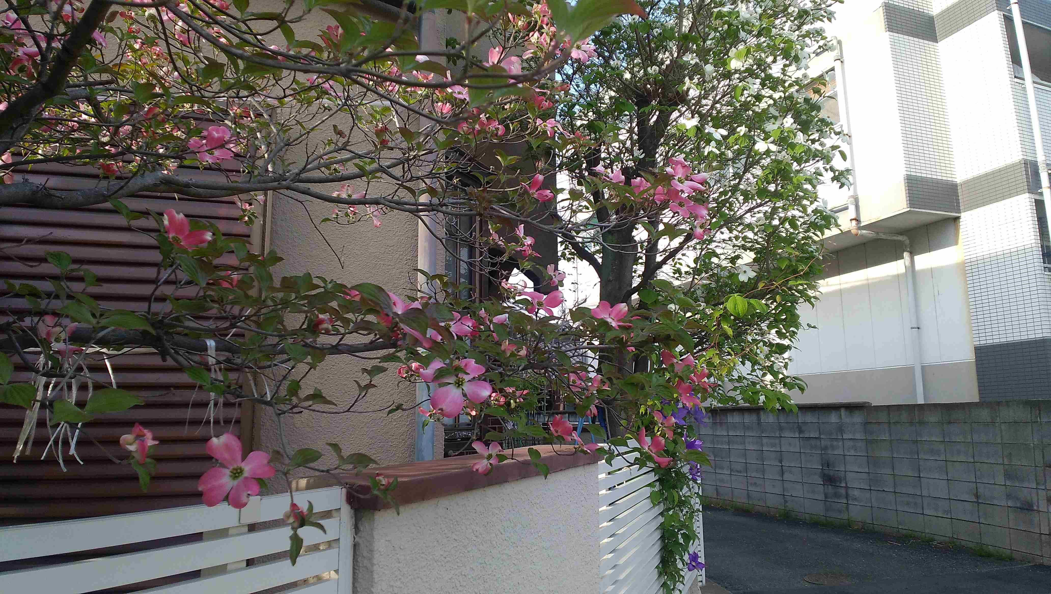 【ガーデニング】ガルちゃん園芸部【花・植物】part.12