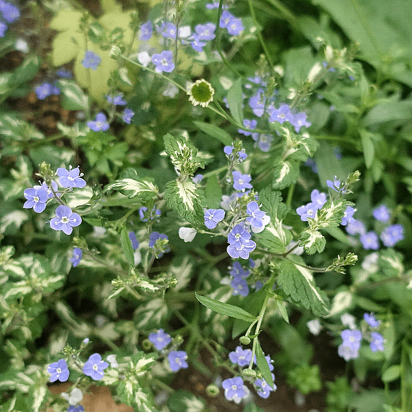 【ガーデニング】ガルちゃん園芸部【花・植物】part.12