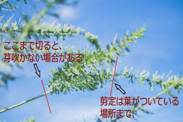 【ガーデニング】ガルちゃん園芸部【花・植物】part.12