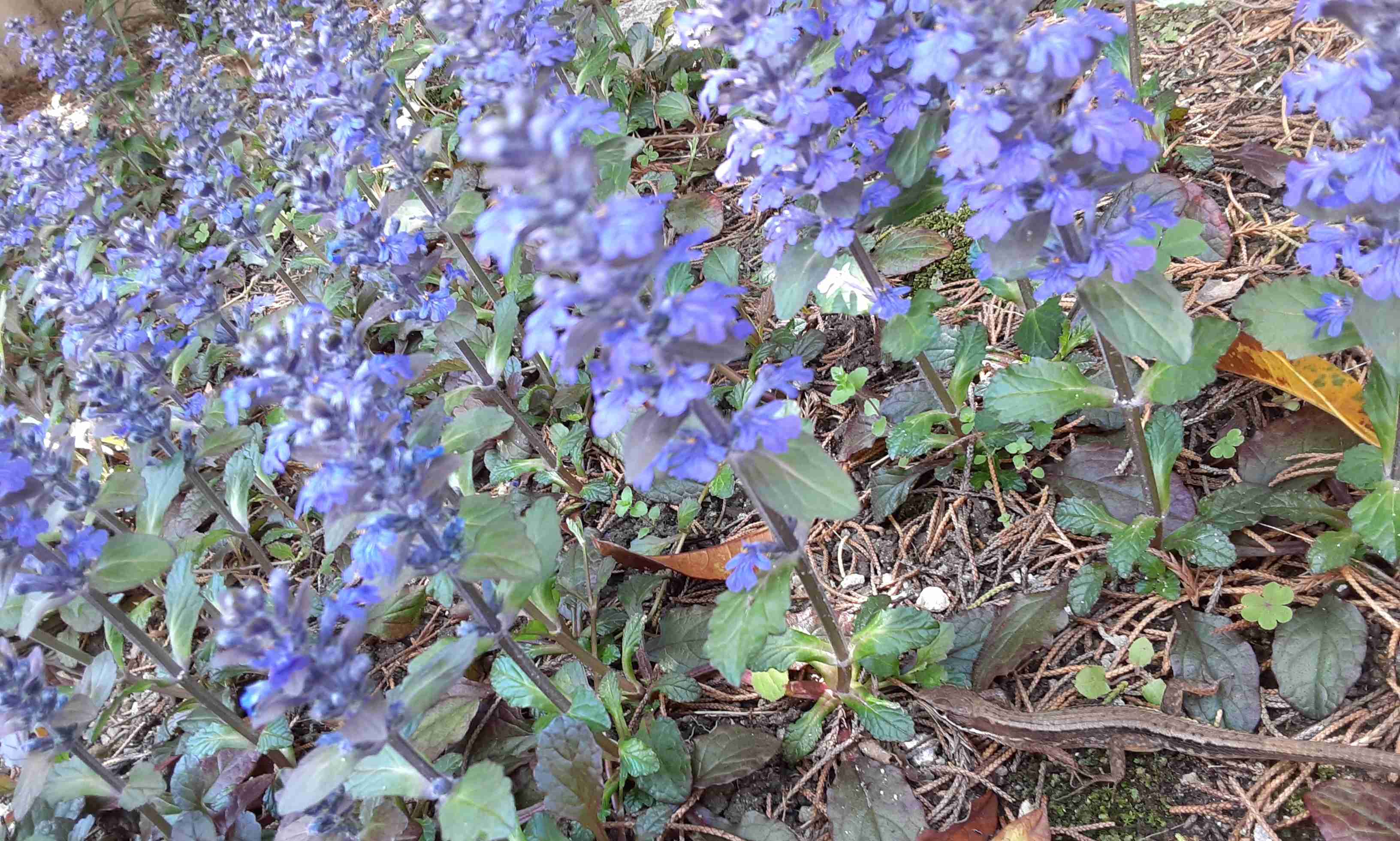 【ガーデニング】ガルちゃん園芸部【花・植物】part.12