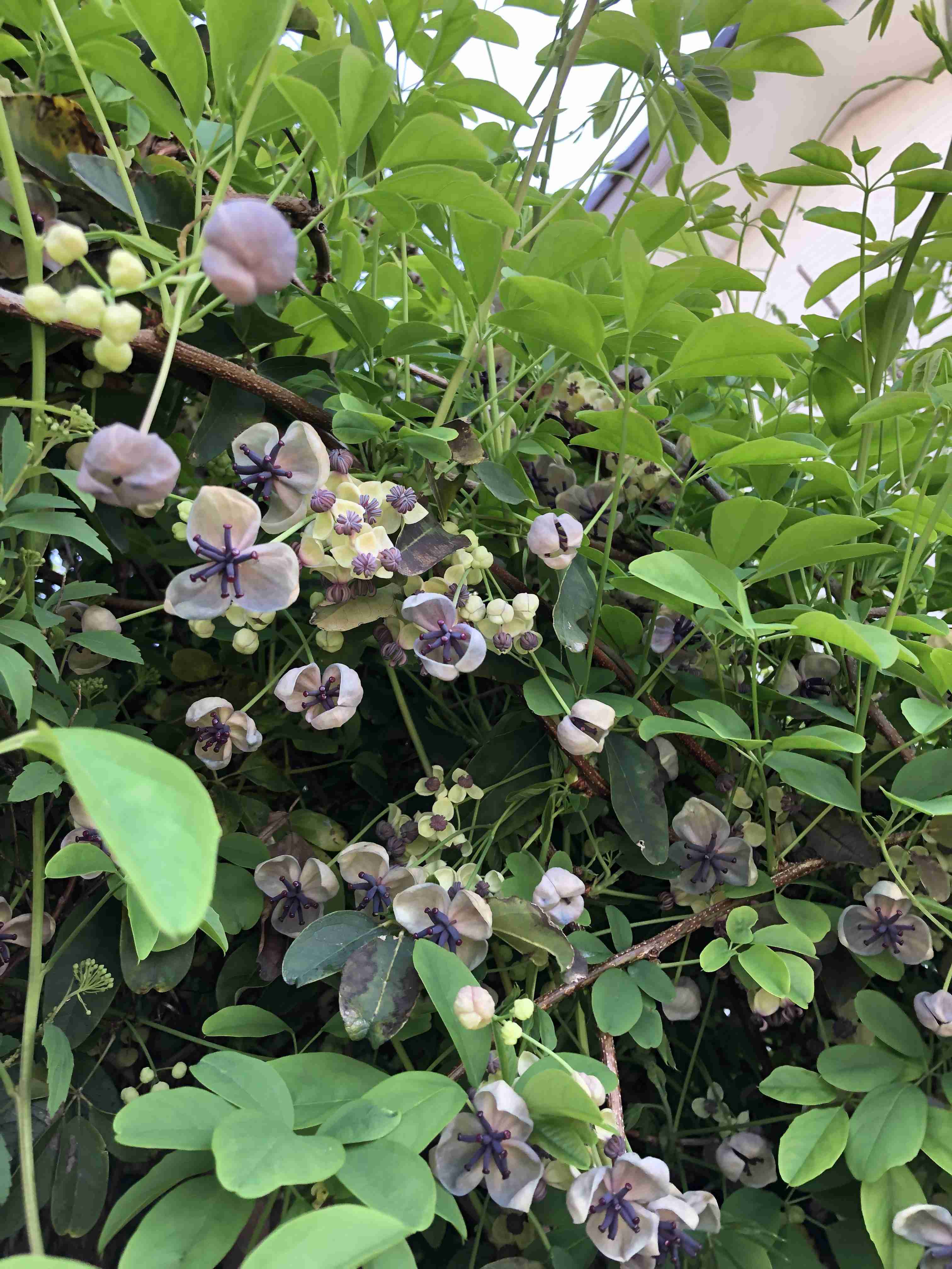 【ガーデニング】ガルちゃん園芸部【花・植物】part.12