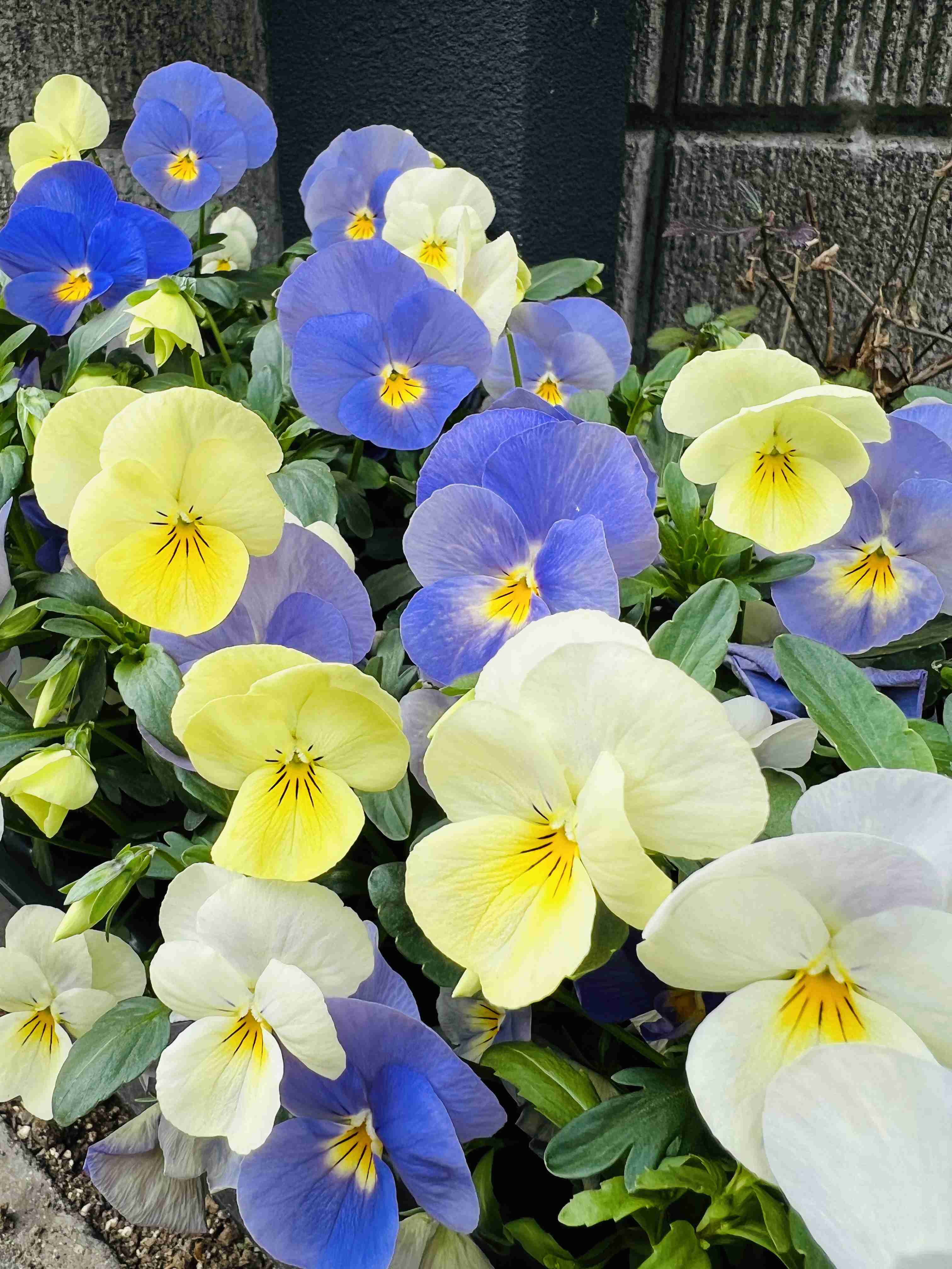 【ガーデニング】ガルちゃん園芸部【花・植物】part.12
