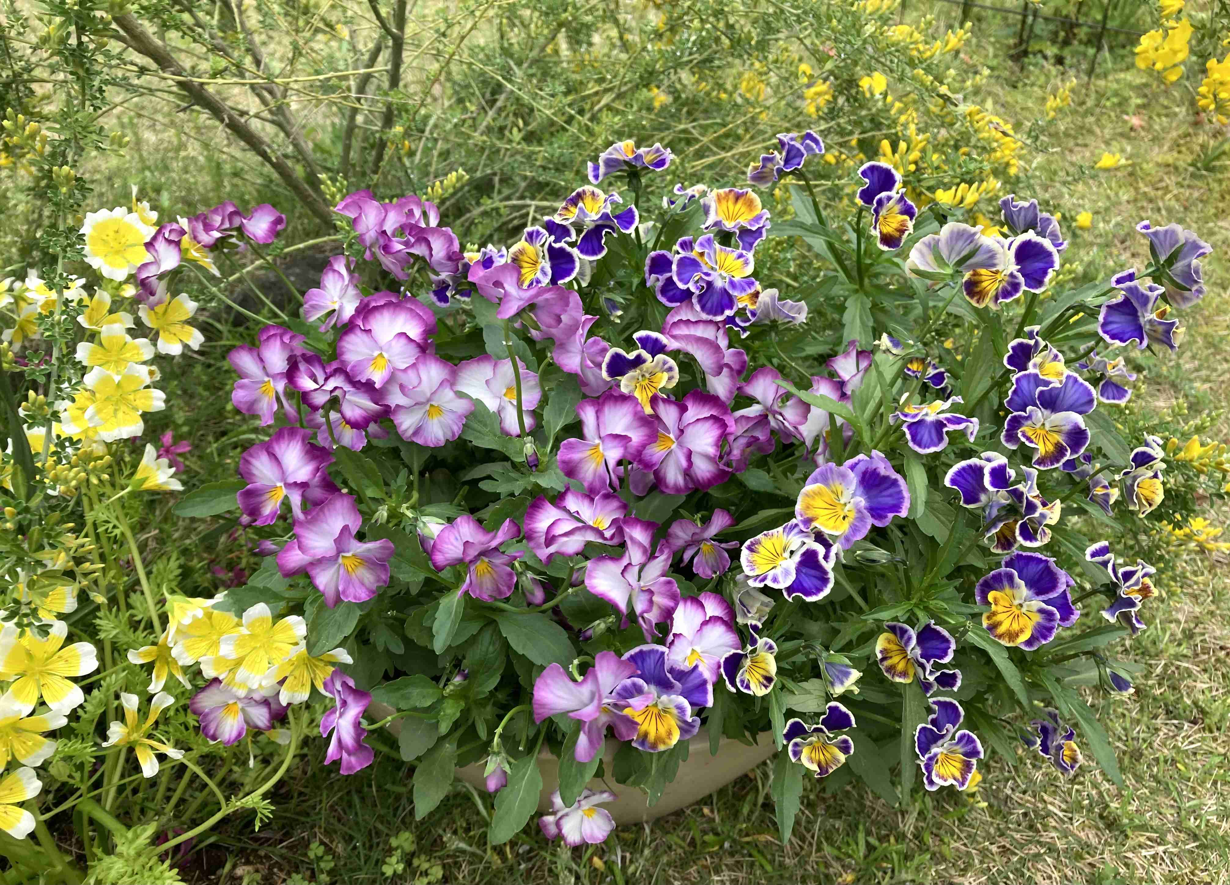 【ガーデニング】ガルちゃん園芸部【花・植物】part.12