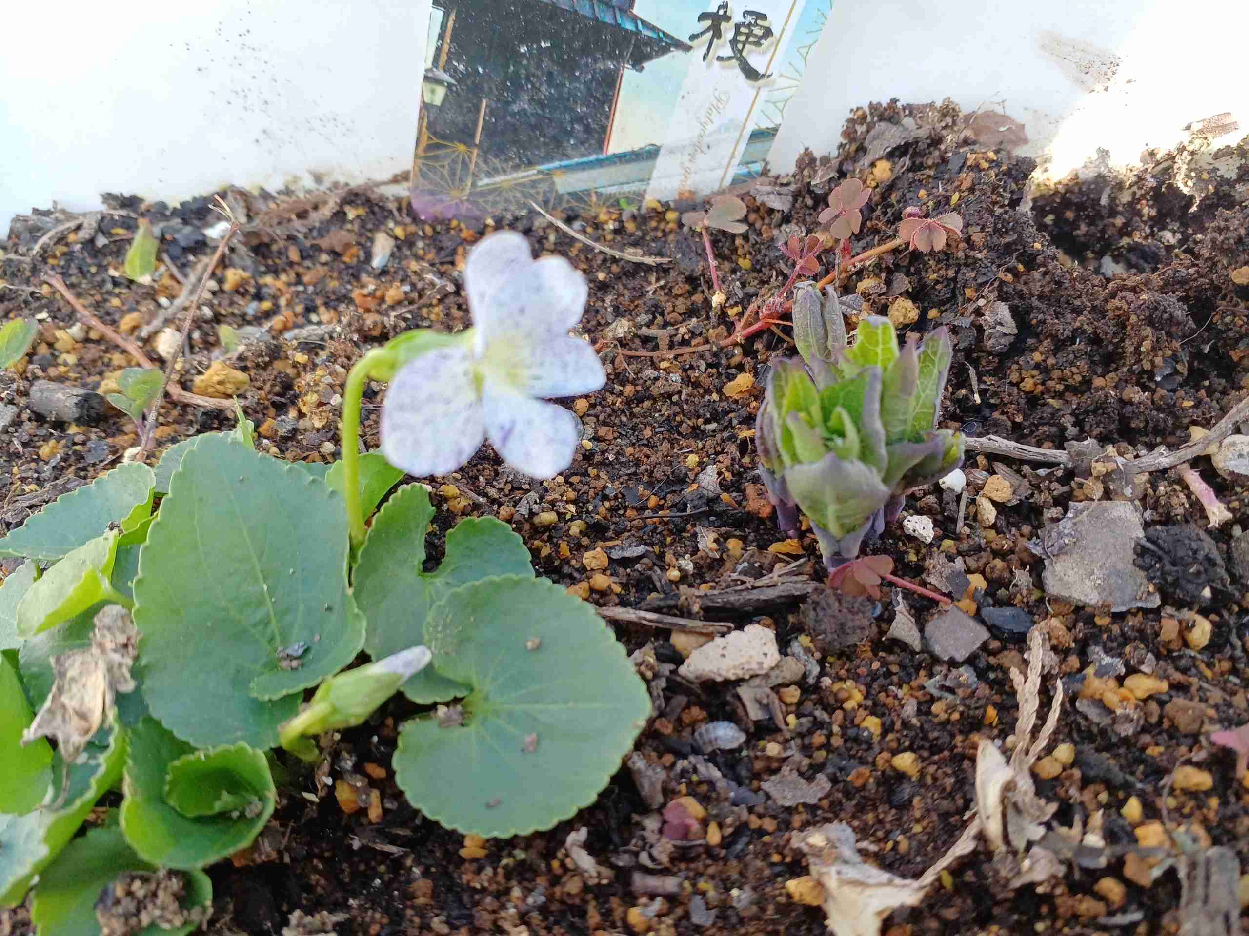 【ガーデニング】ガルちゃん園芸部【花・植物】part.12
