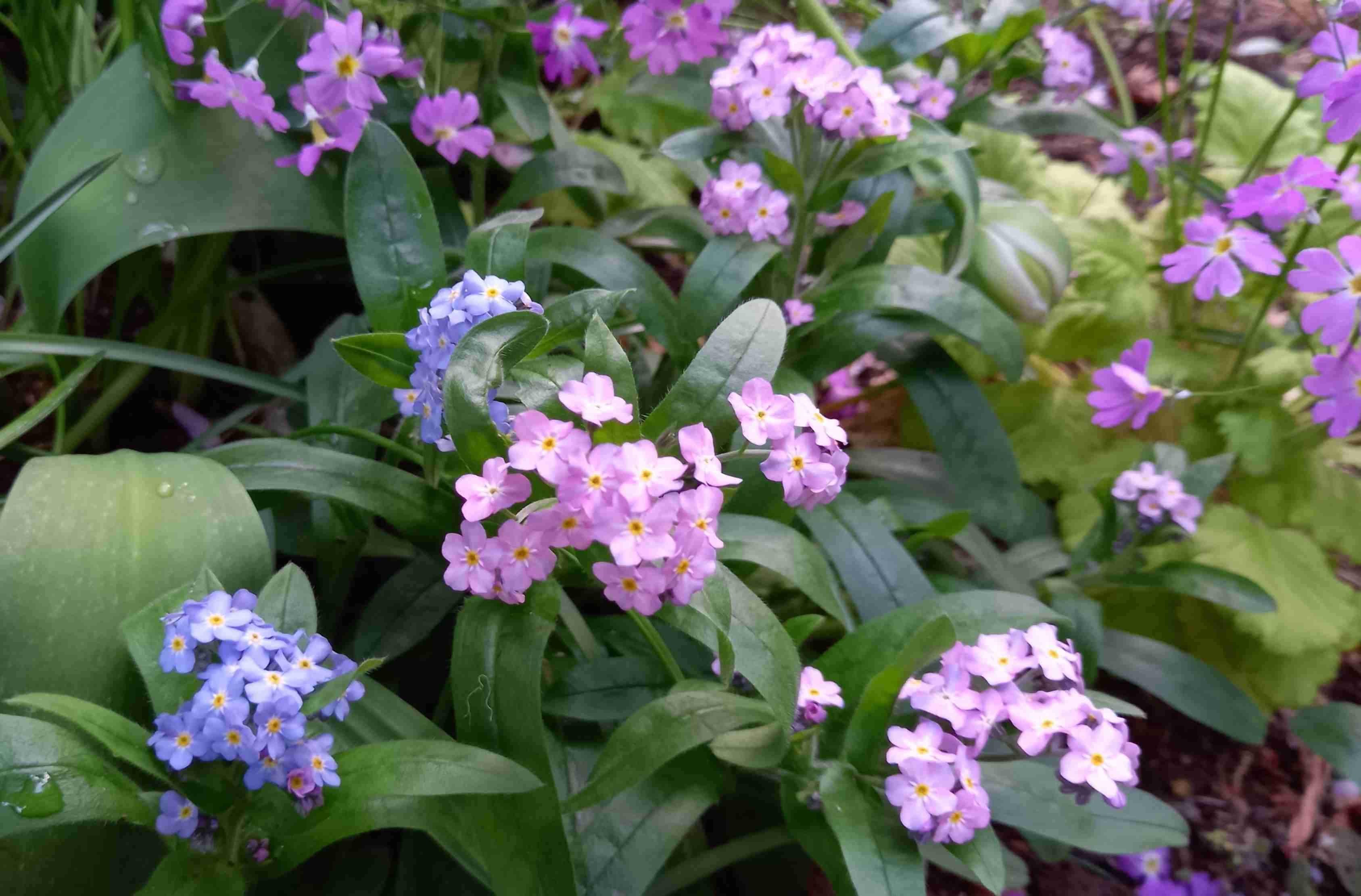 【ガーデニング】ガルちゃん園芸部【花・植物】part.12