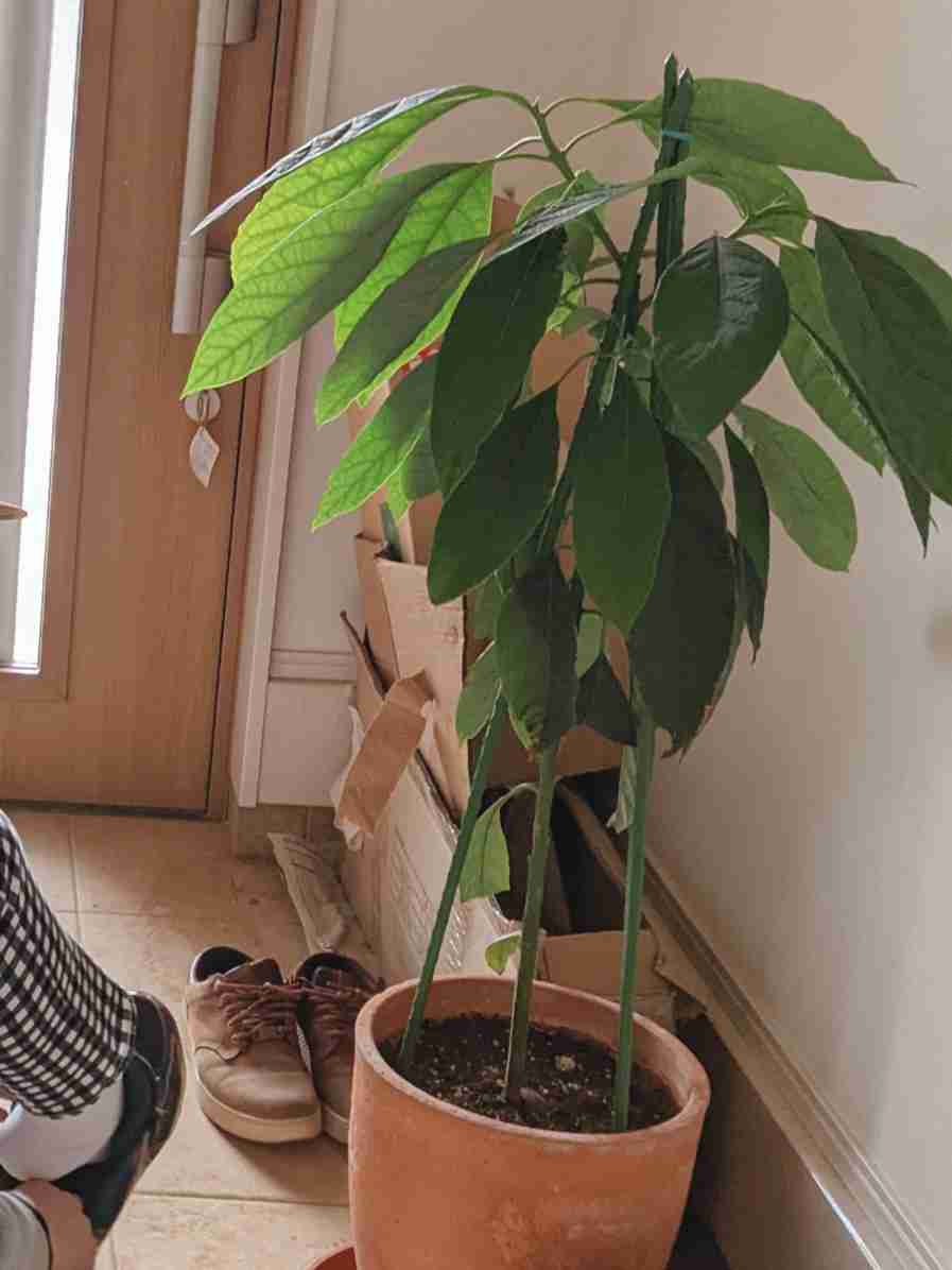 【ガーデニング】ガルちゃん園芸部【花・植物】part.12