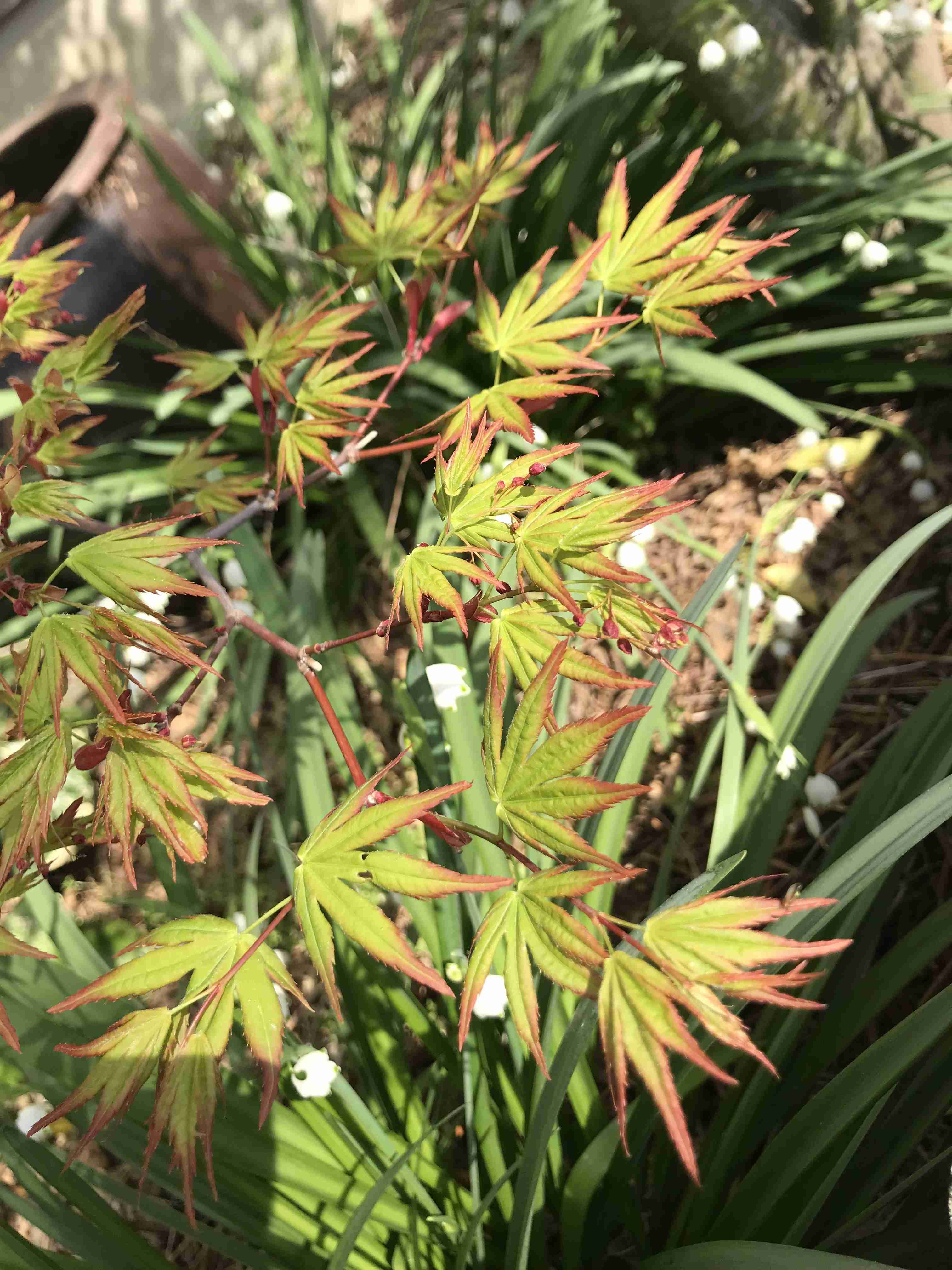 【ガーデニング】ガルちゃん園芸部【花・植物】part.12