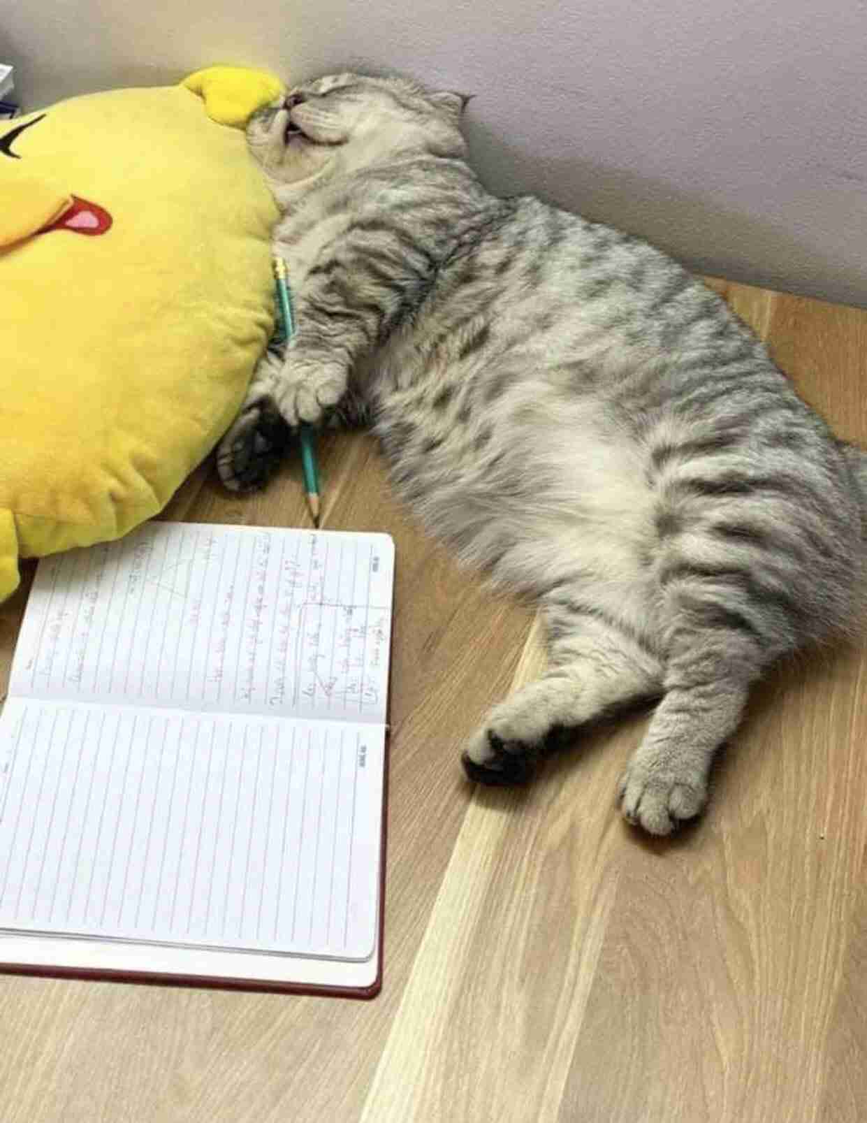 「俺の女に何してんだ」猫の世話する男性に因縁 21歳男と19歳少年を逮捕