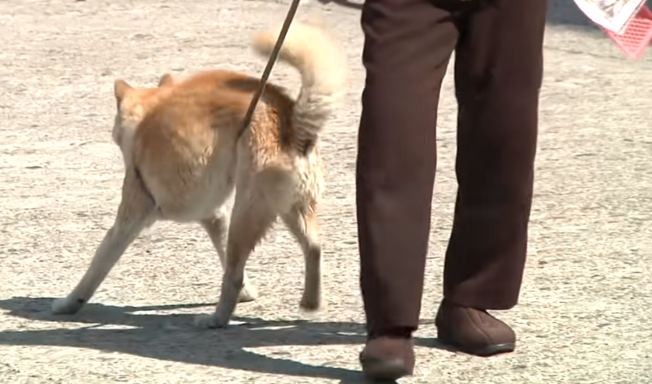 狂犬病予防接種会場で犬に職員かまれる　茨城・常陸太田