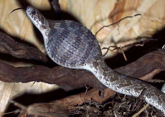 ツチノコはいると思う?