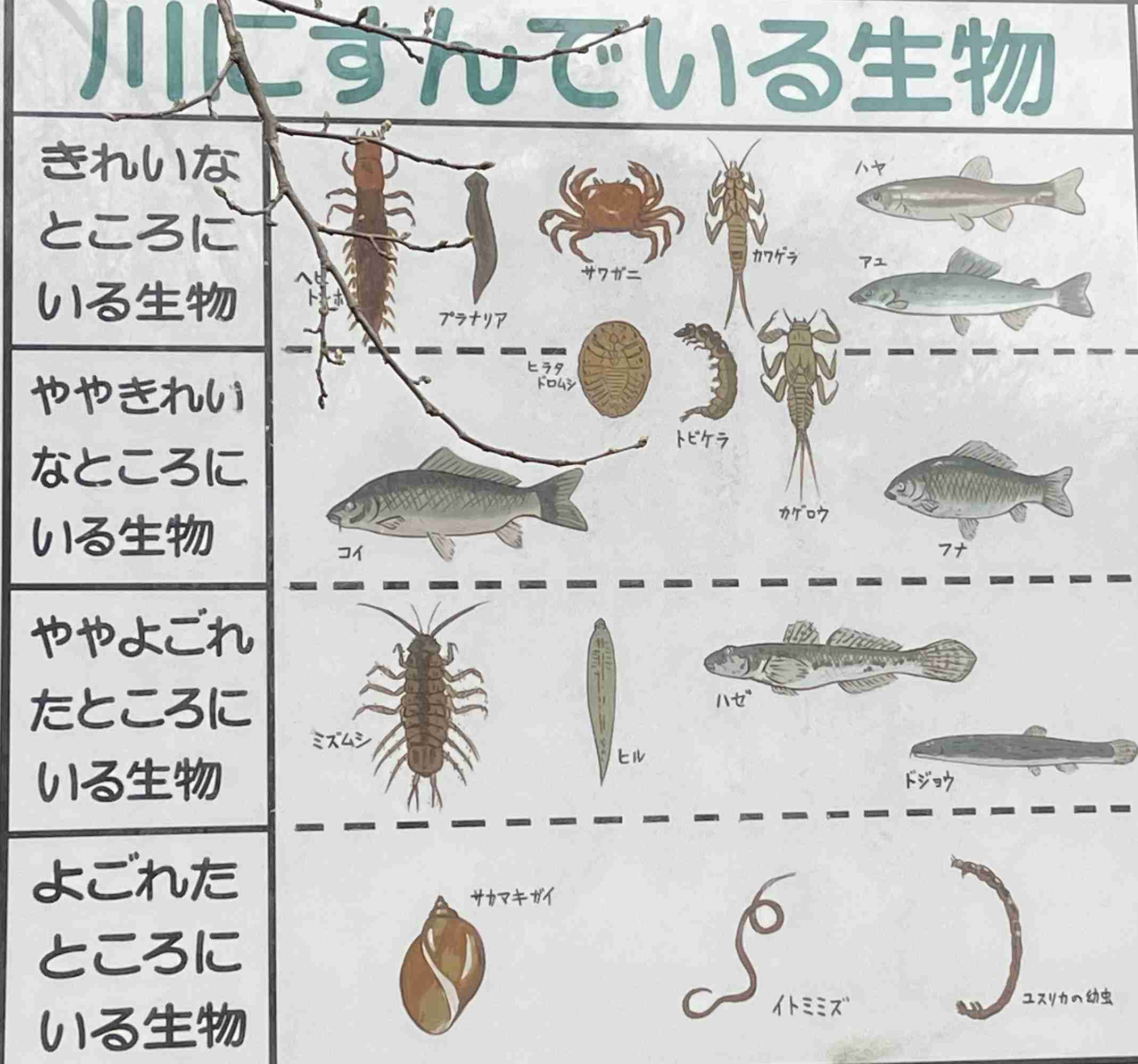 ツチノコはいると思う?
