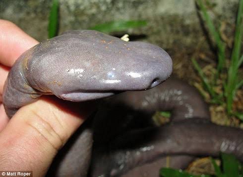 ツチノコはいると思う?