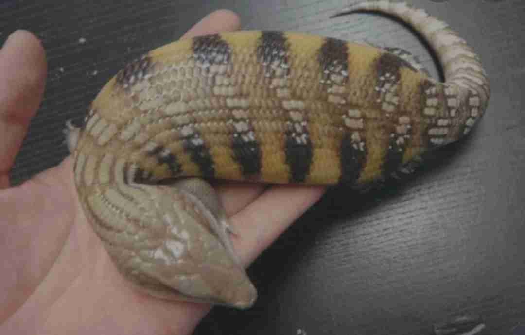 ツチノコはいると思う?