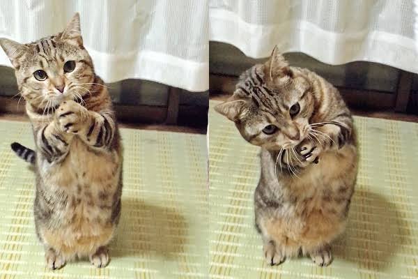 ぶりっ子あるある！