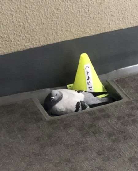 何度見てもじわじわくる画像part9