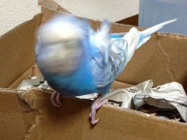 荒ぶる○○○画像を貼るトピ