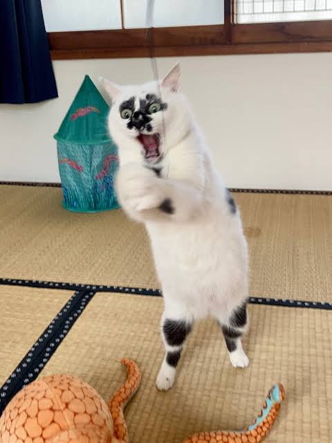 荒ぶる○○○画像を貼るトピ