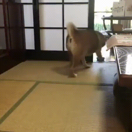 荒ぶる○○○画像を貼るトピ