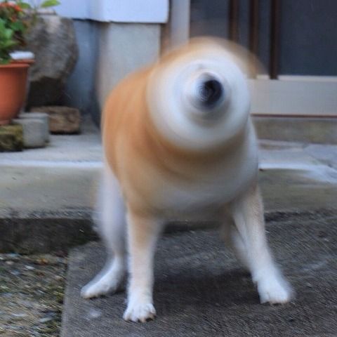 荒ぶる○○○画像を貼るトピ