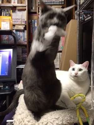荒ぶる○○○画像を貼るトピ