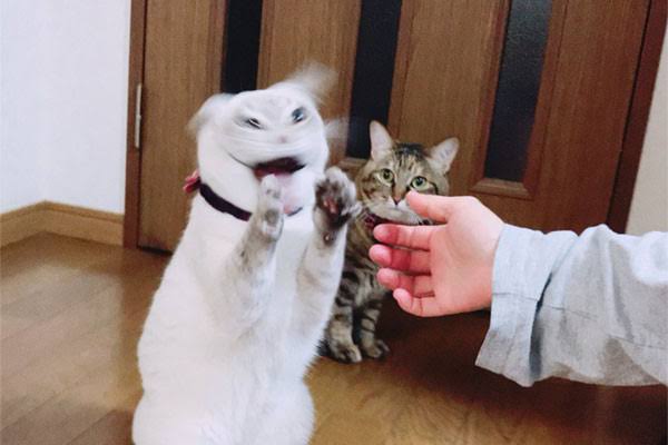 荒ぶる○○○画像を貼るトピ