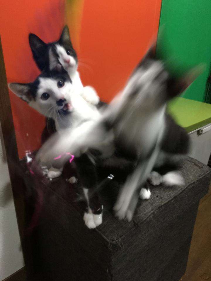 荒ぶる○○○画像を貼るトピ