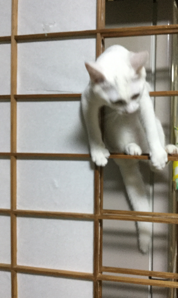荒ぶる○○○画像を貼るトピ