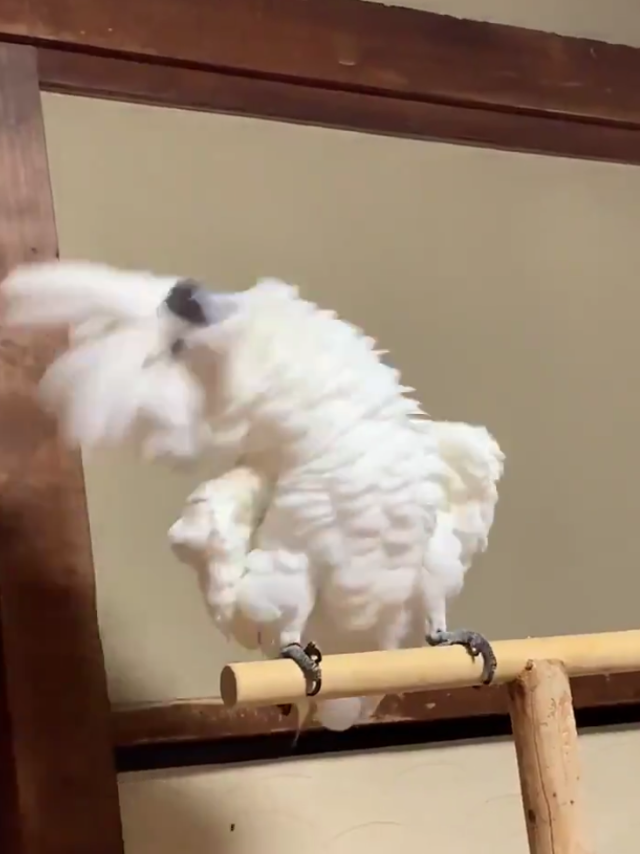 荒ぶる○○○画像を貼るトピ